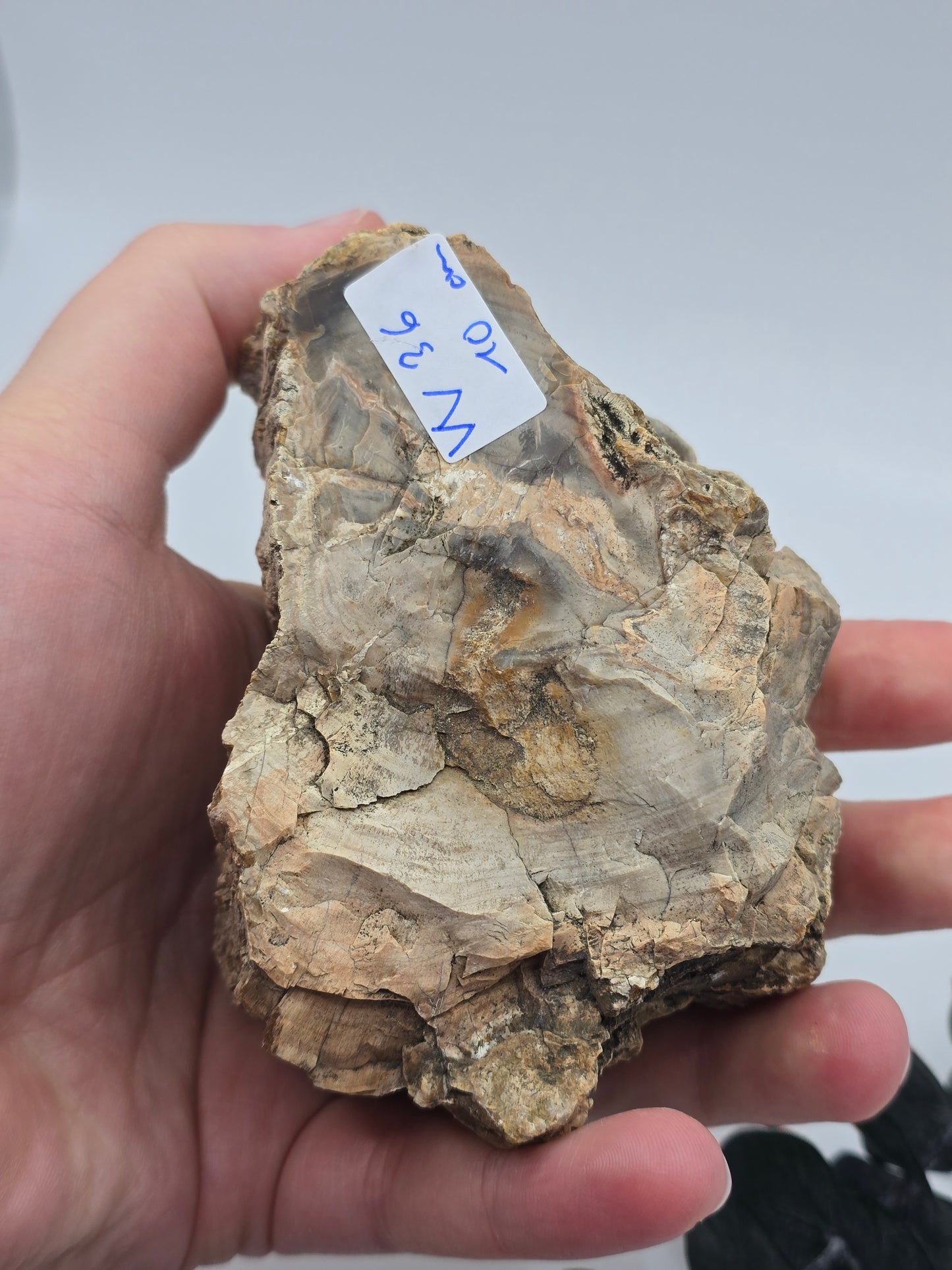 Versteinertes Holz 🌳 VW36