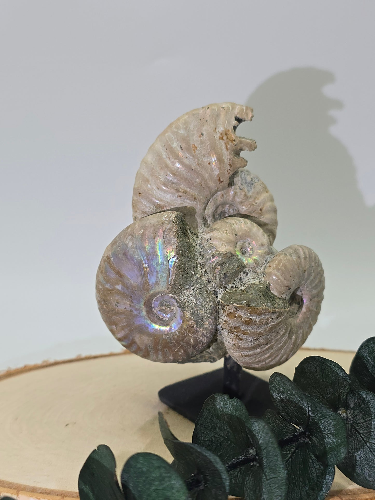 Ammoniten auf Stand 🐚 AS65