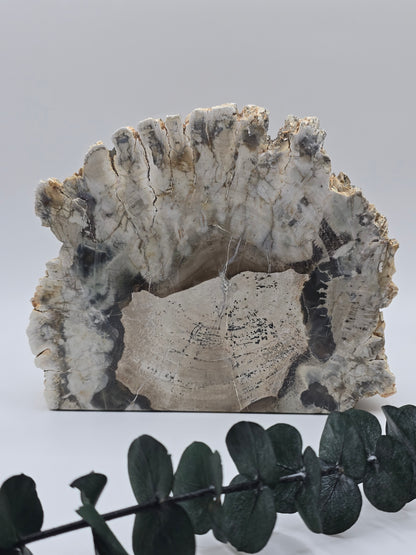 Versteinertes Holz 🌳 VK159