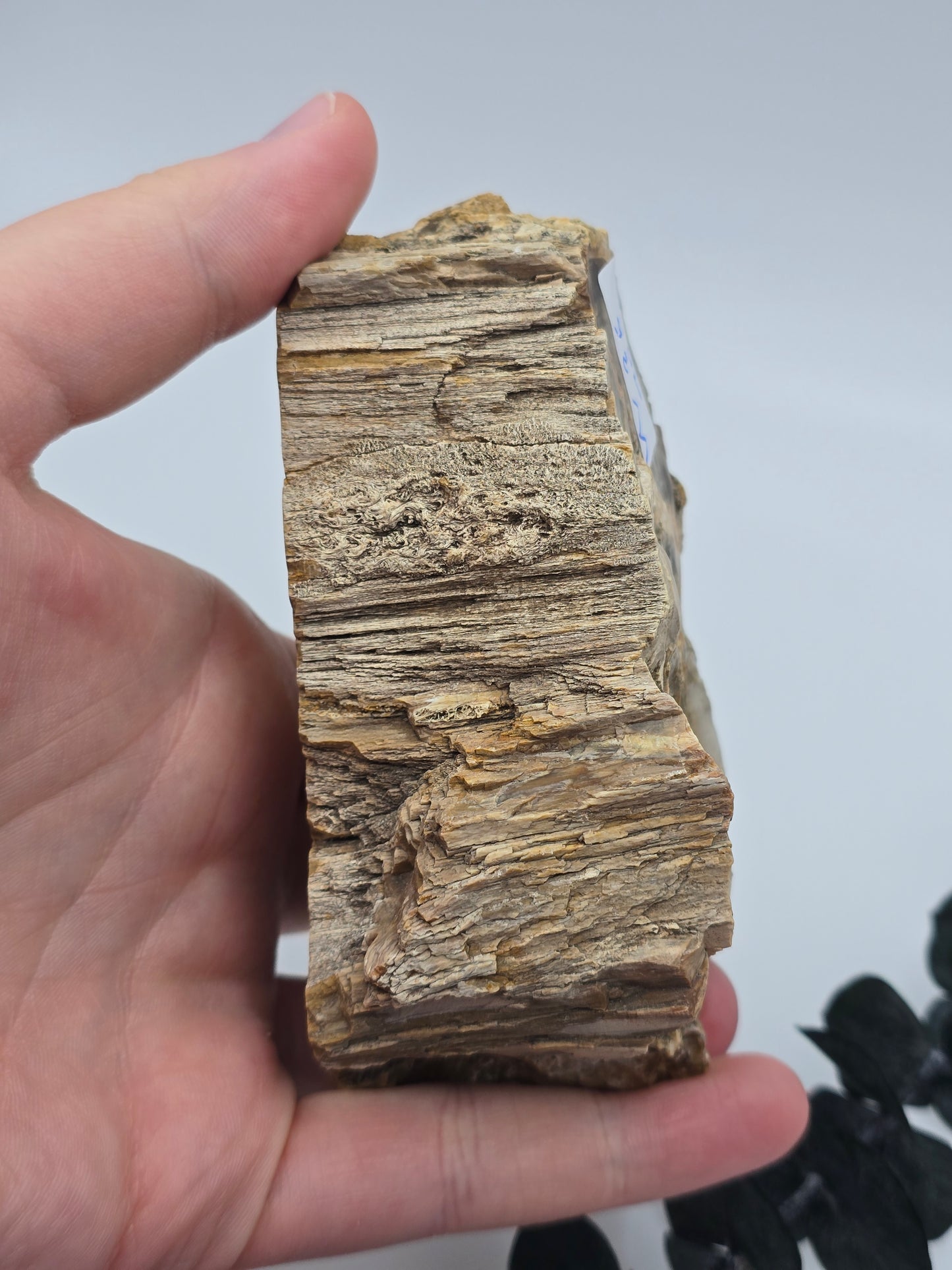 Versteinertes Holz 🌳 VW36