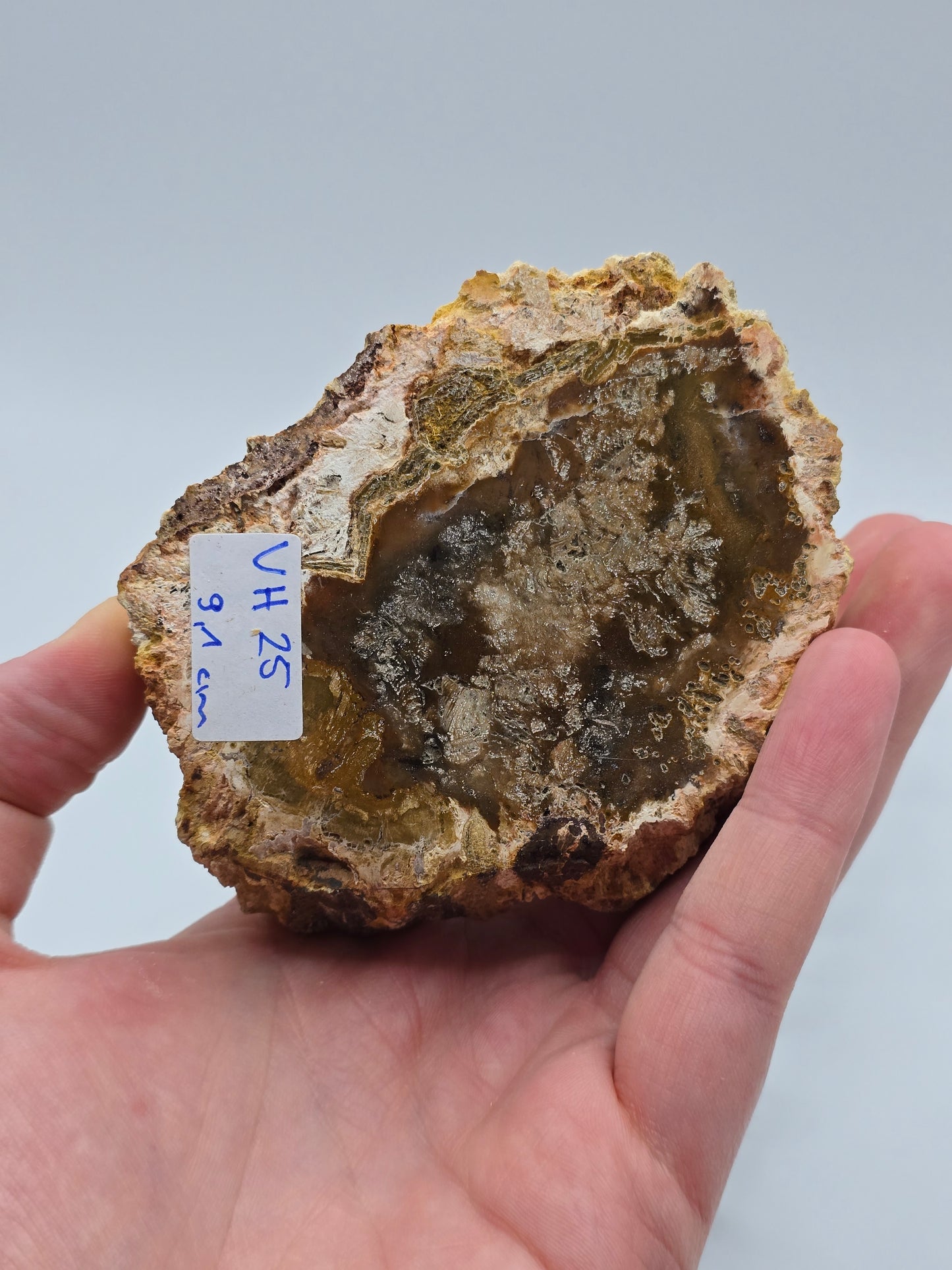 Versteinertes Holz 🌳 VH25