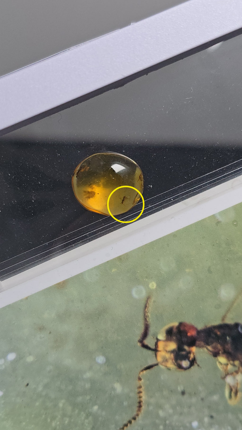 Echtes Fossiles Insekt in Bernstein 🦟 EJ54