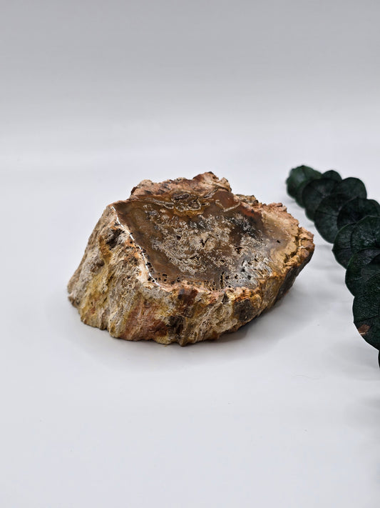 Versteinertes Holz 🌳 VH25