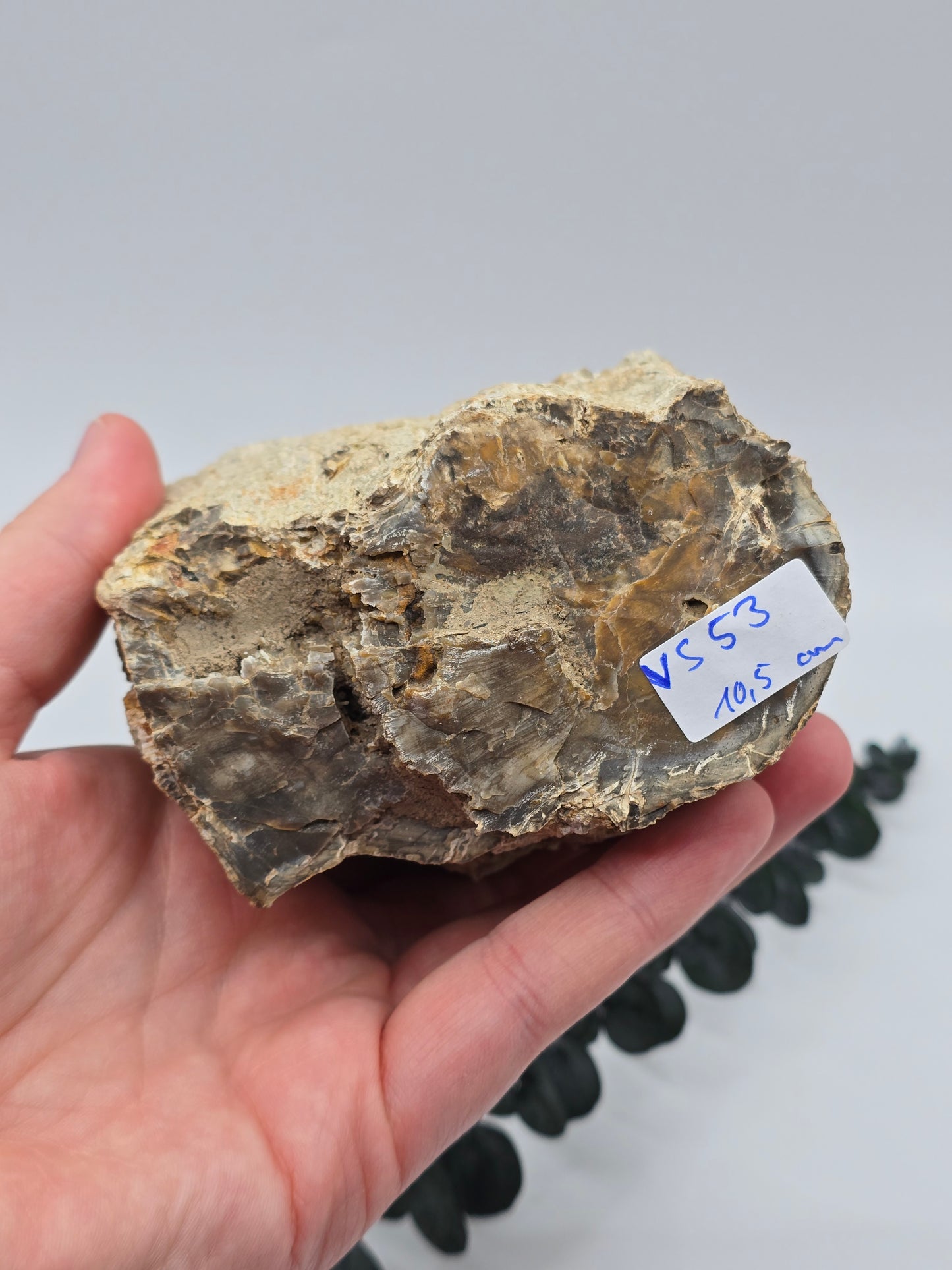 Versteinertes Holz 🌳 VS53