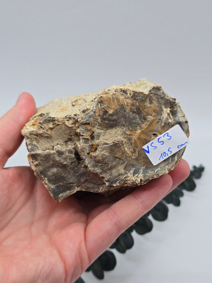 Versteinertes Holz 🌳 VS53