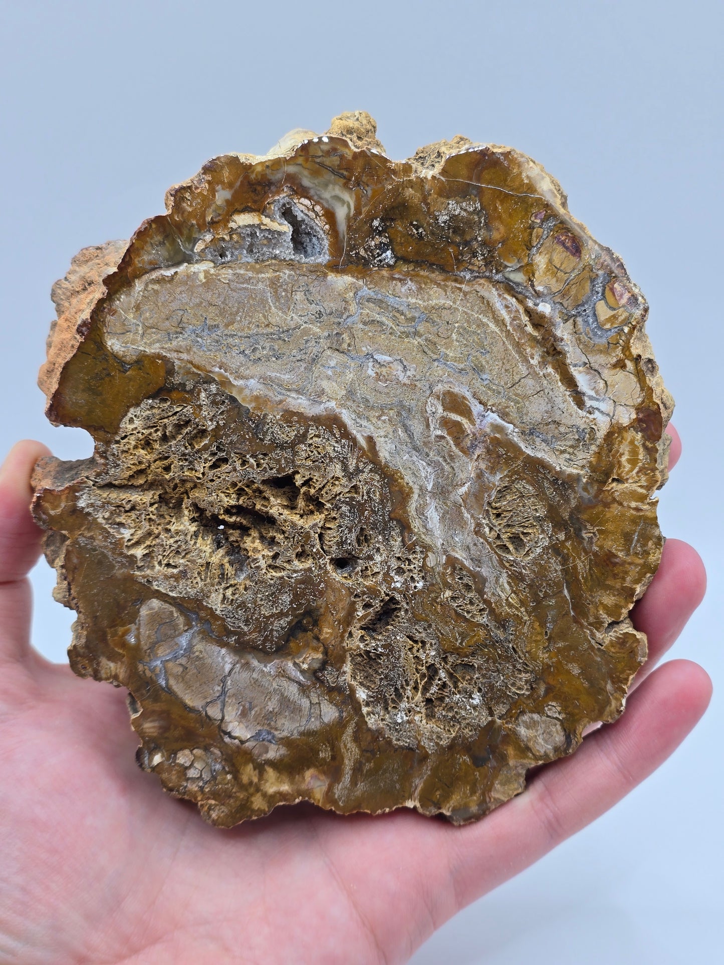 Versteinertes Holz 🌳 VU28