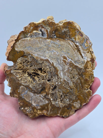 Versteinertes Holz 🌳 VU28