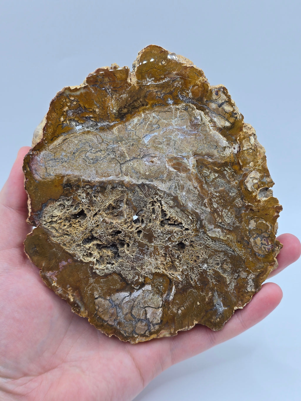 Versteinertes Holz 🌳 VT26