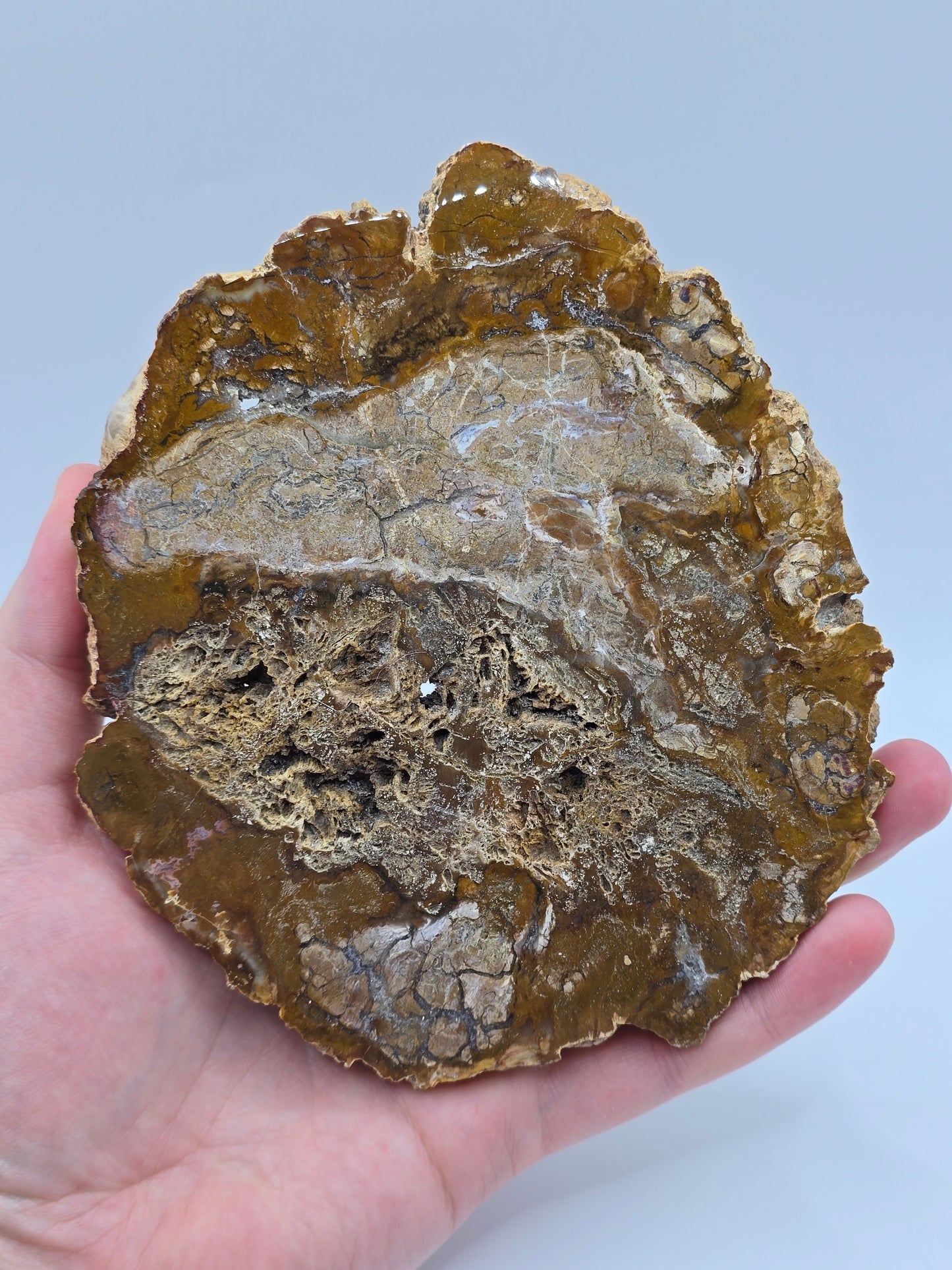 Versteinertes Holz 🌳 VT26