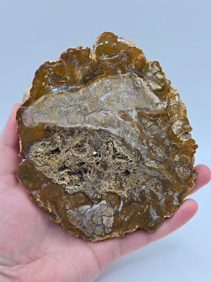 Versteinertes Holz 🌳 VT26