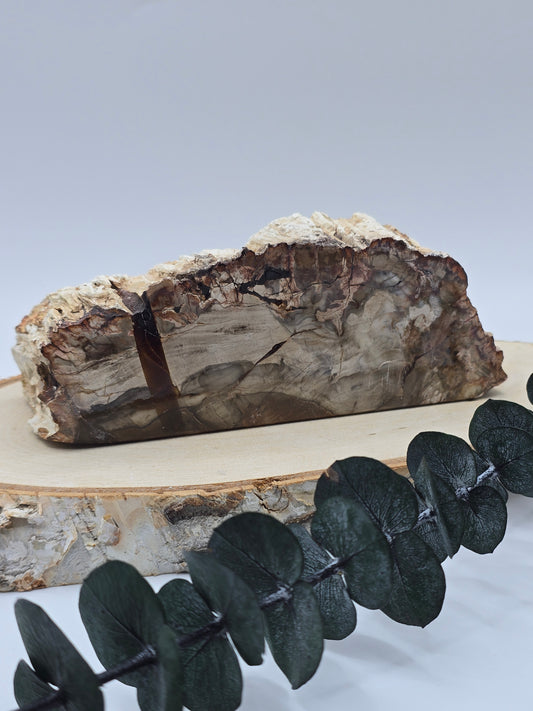 Versteinertes Holz 🌳 VO49