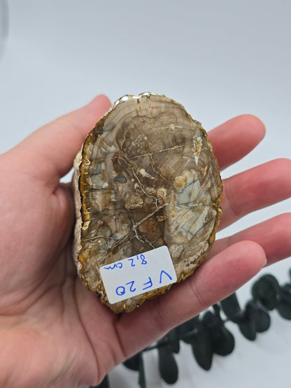 Versteinertes Holz 🌳 VF20