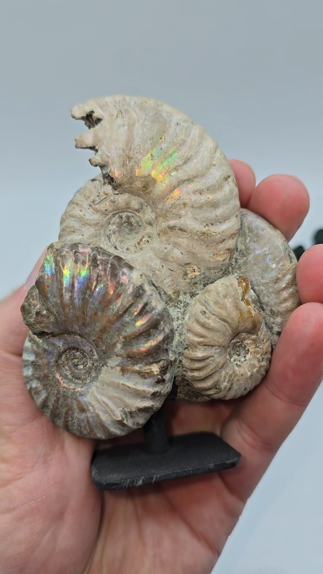 Ammoniten auf Stand 🐚 AS65