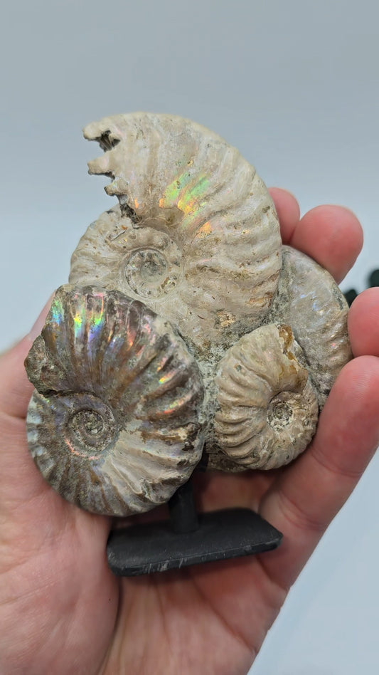 Ammoniten auf Stand 🐚 AS65