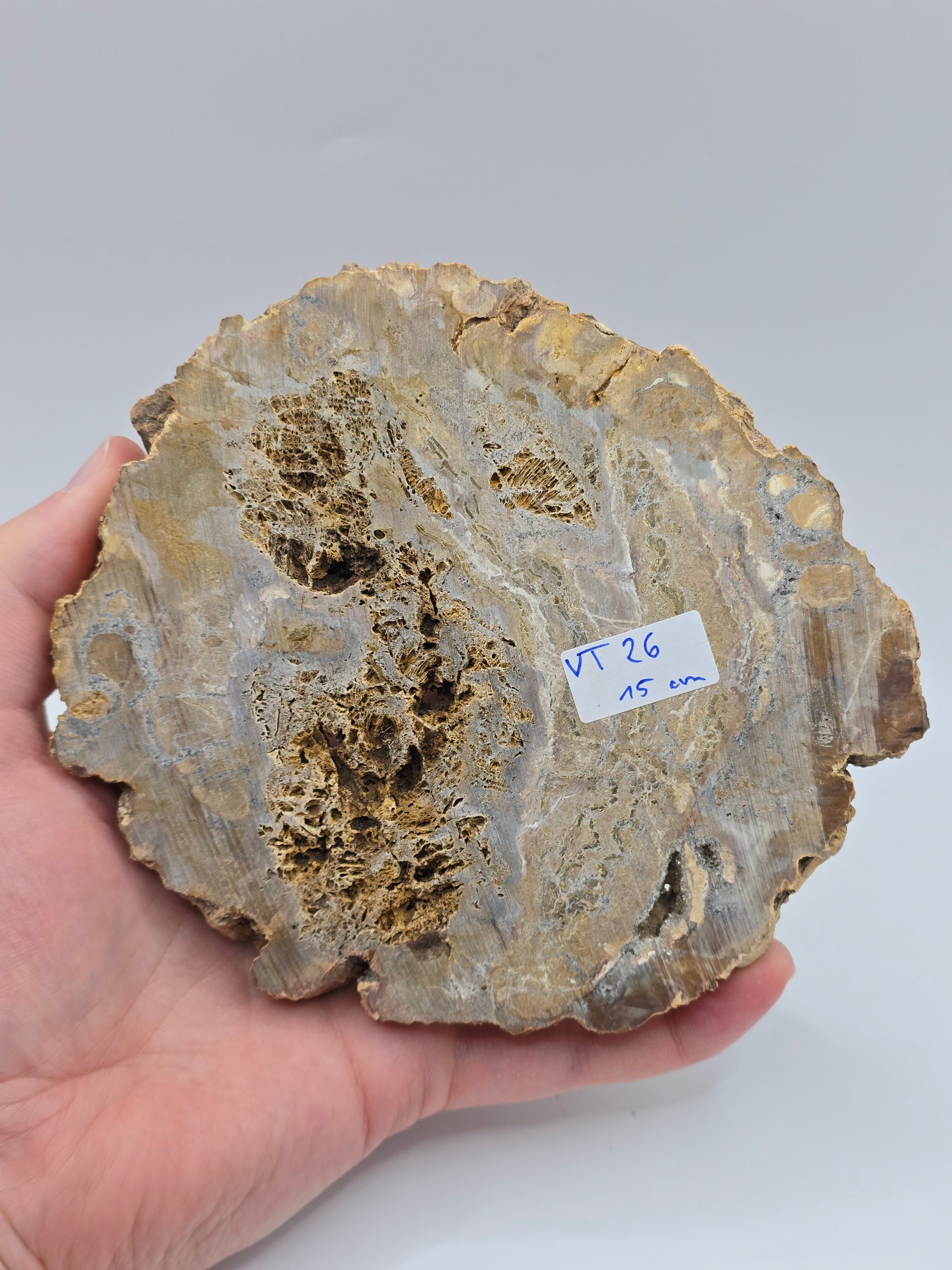 Versteinertes Holz 🌳 VT26