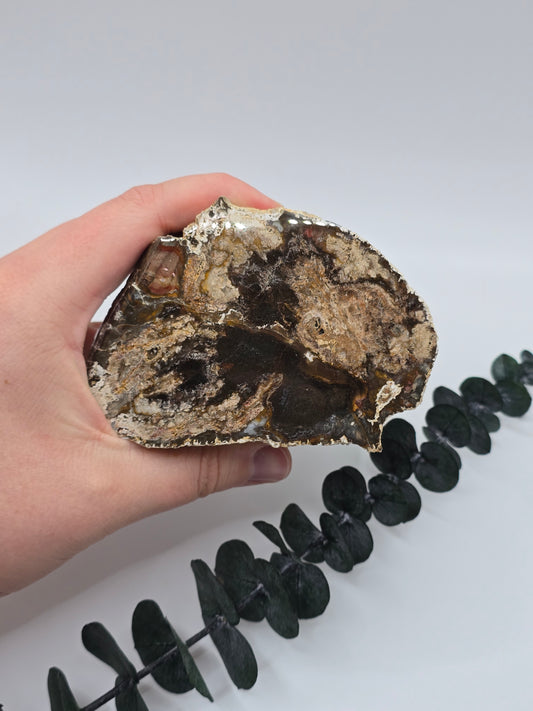 Versteinertes Holz 🌳 VS53