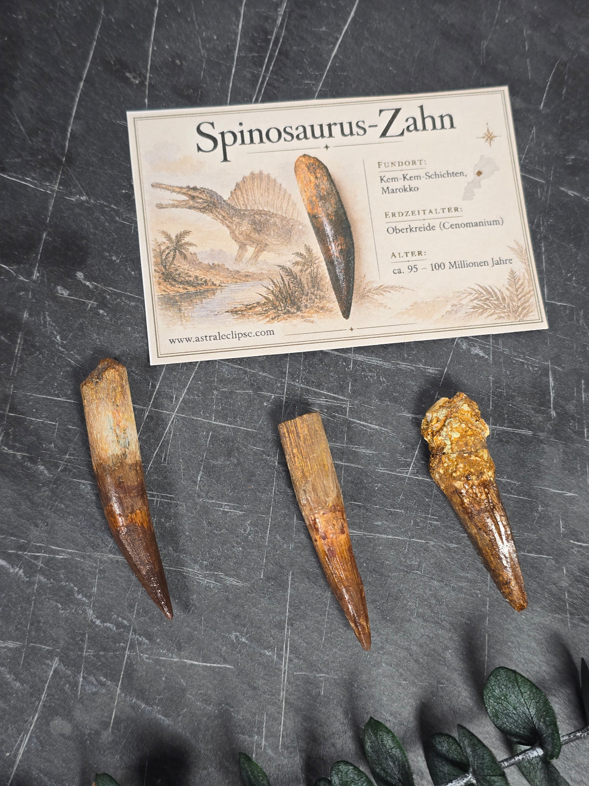Spinosaurus Zahn 🦕