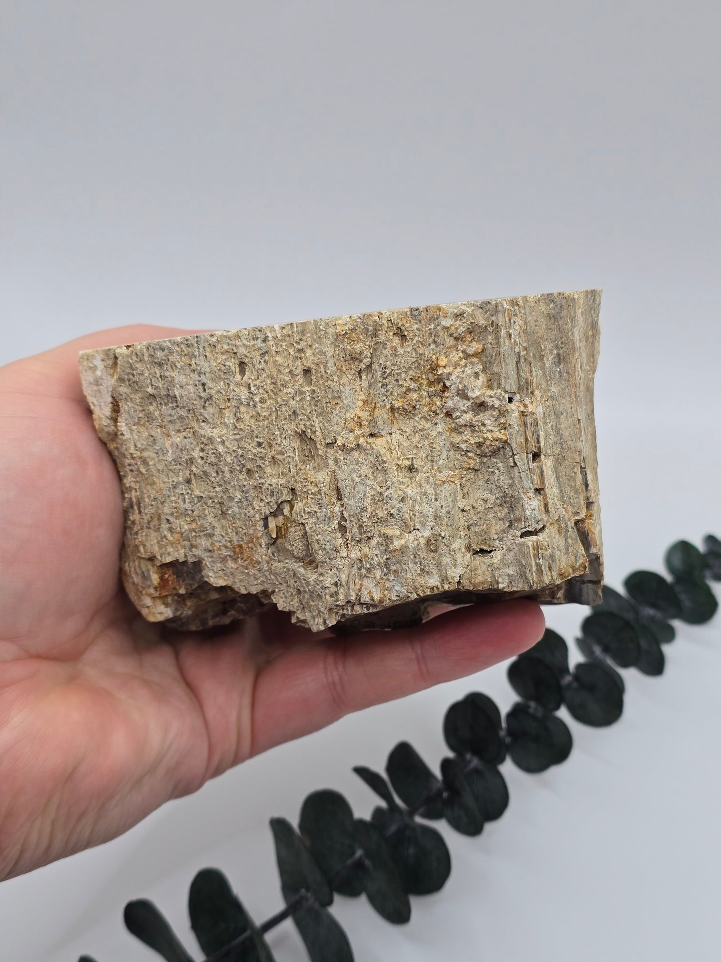 Versteinertes Holz 🌳 VS53