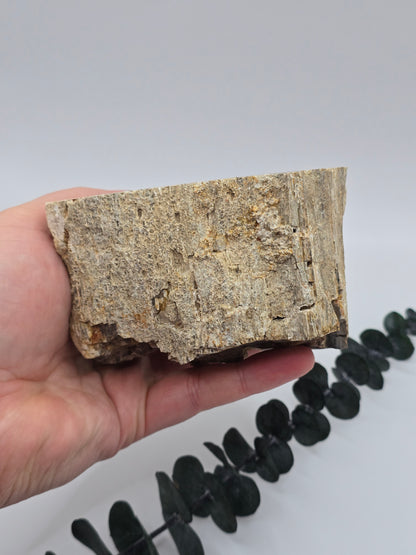 Versteinertes Holz 🌳 VS53