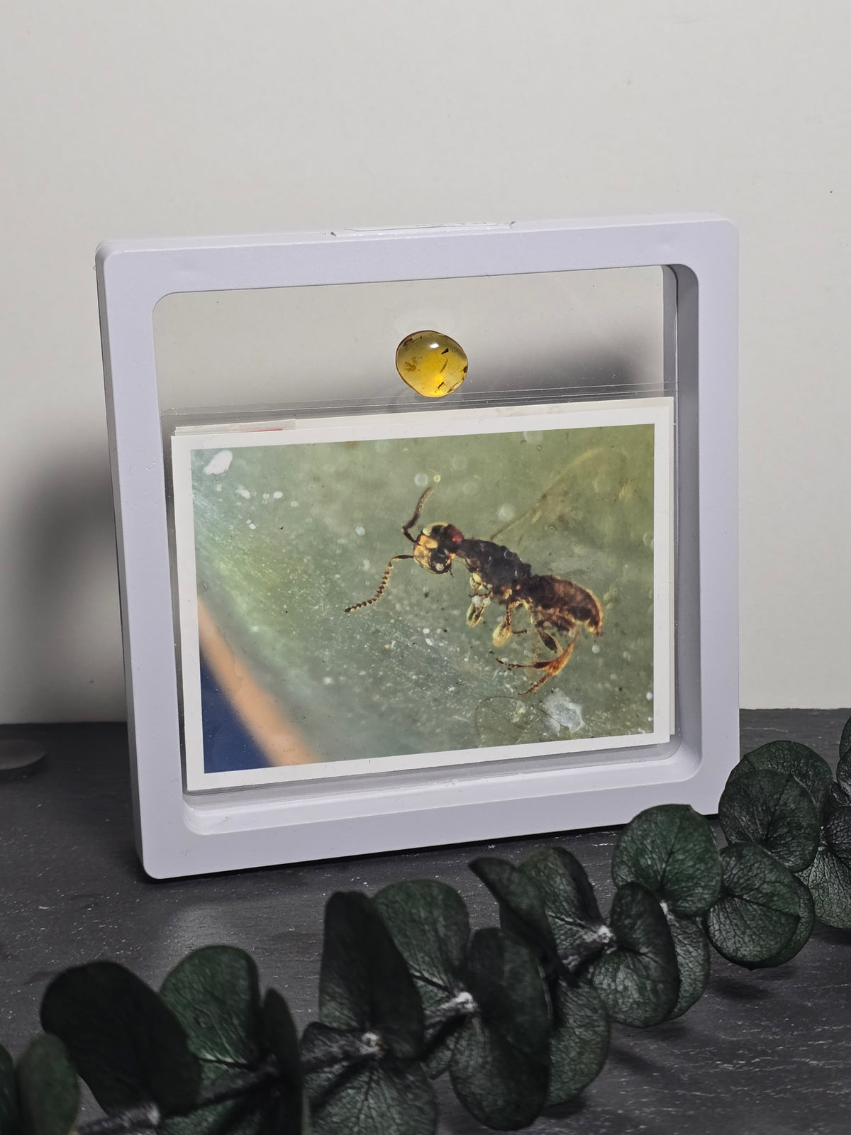 Echtes Fossiles Insekt in Bernstein 🦟 EJ54