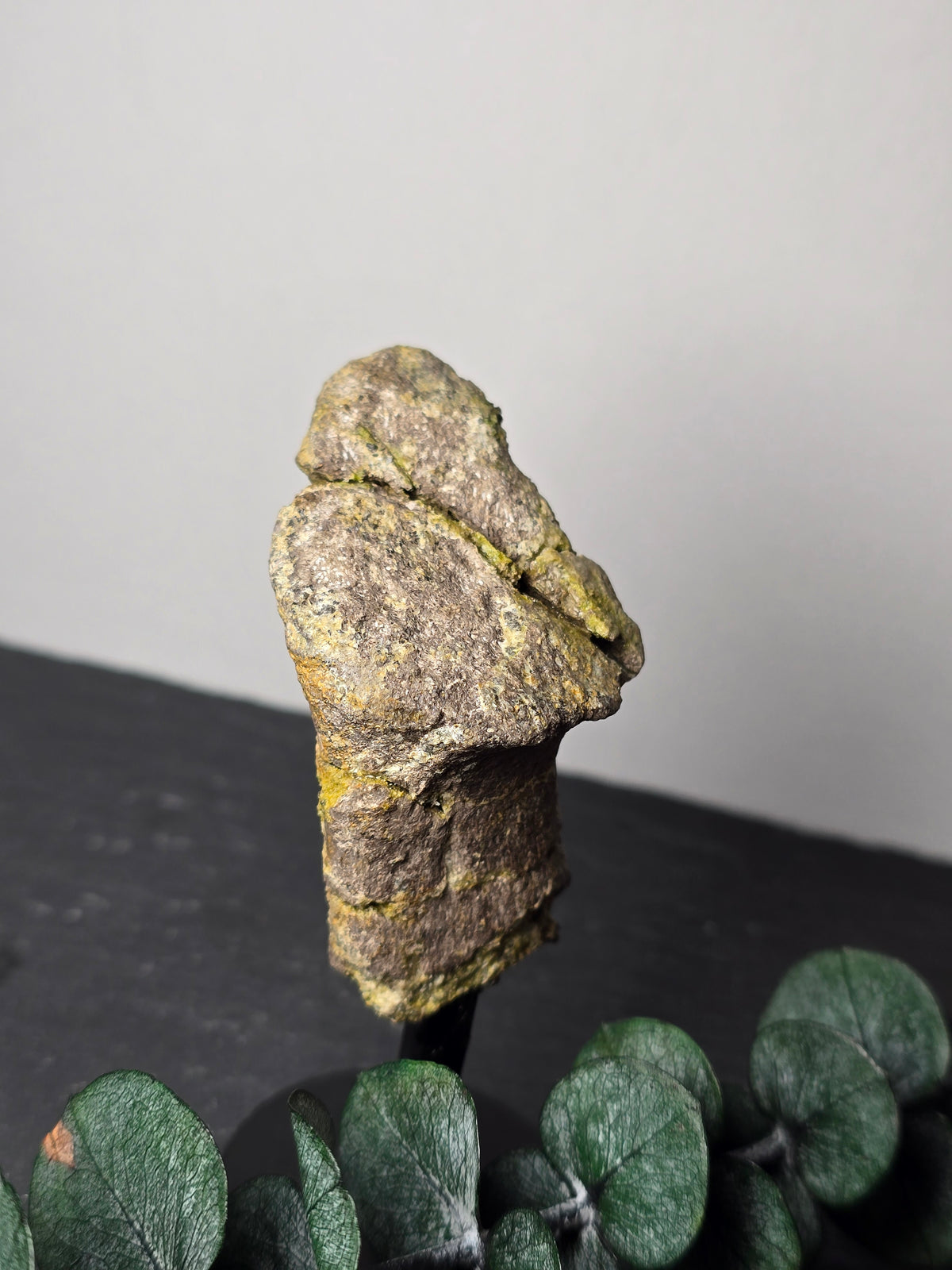 Wirbelknochen-Fragment eines Camarasaurus 🦕 EG89