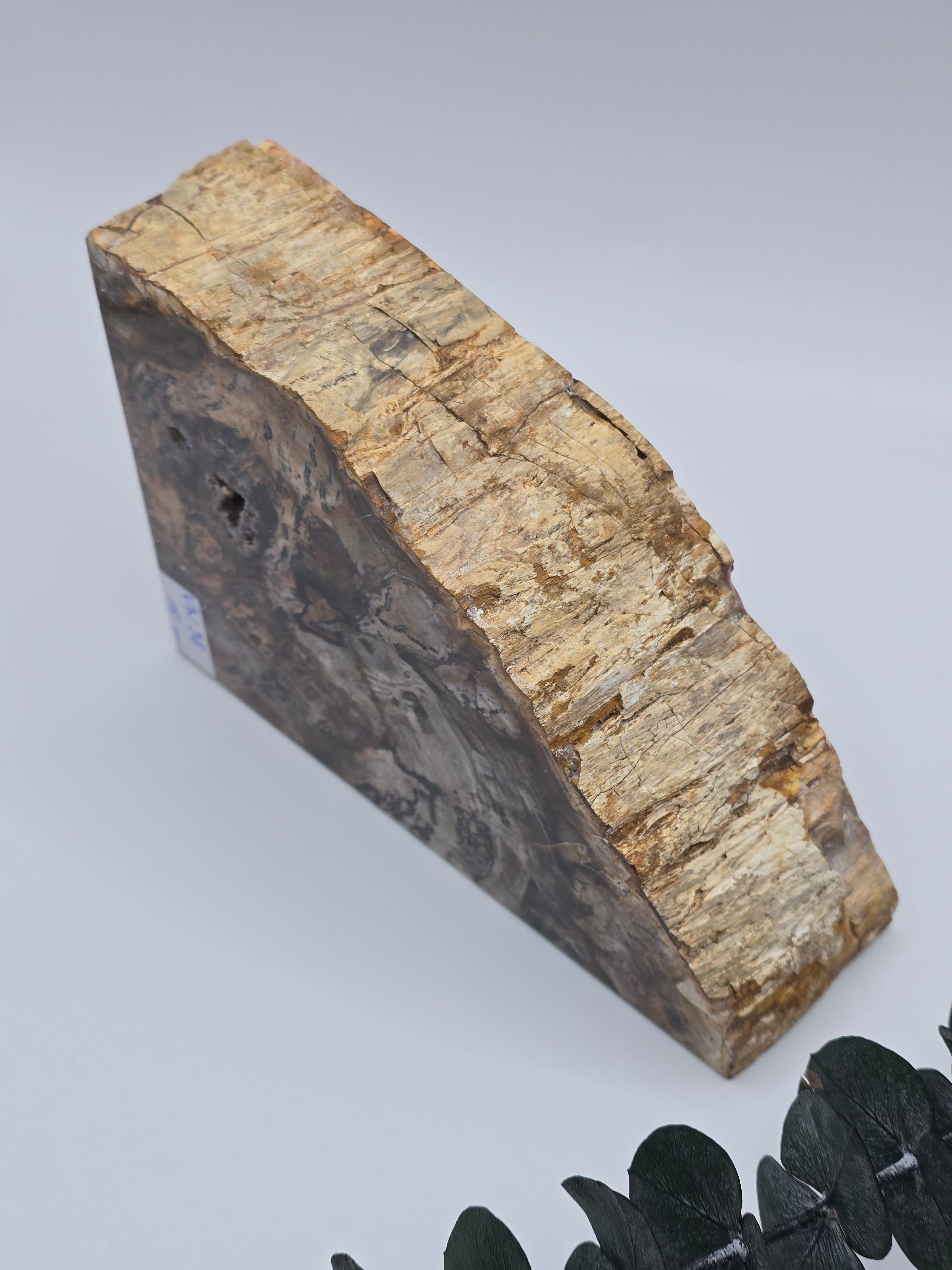 Versteinertes Holz 🌳 VN98