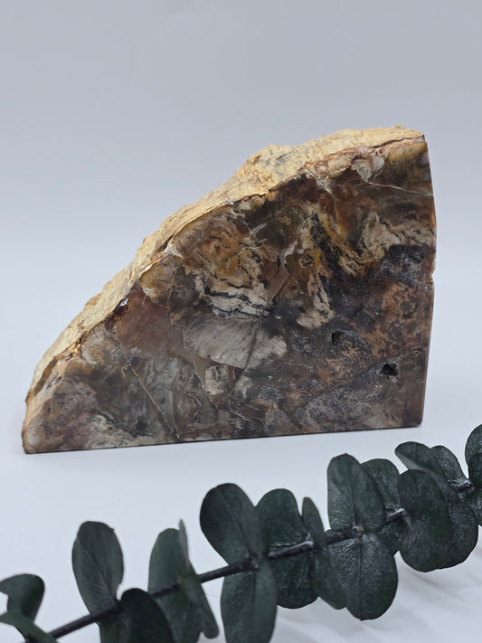 Versteinertes Holz 🌳 VN98