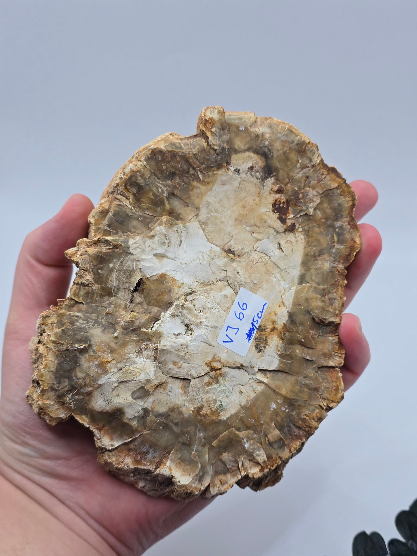 Versteinertes Holz 🌳 VJ66