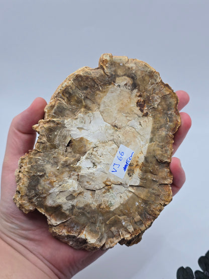 Versteinertes Holz 🌳 VJ66