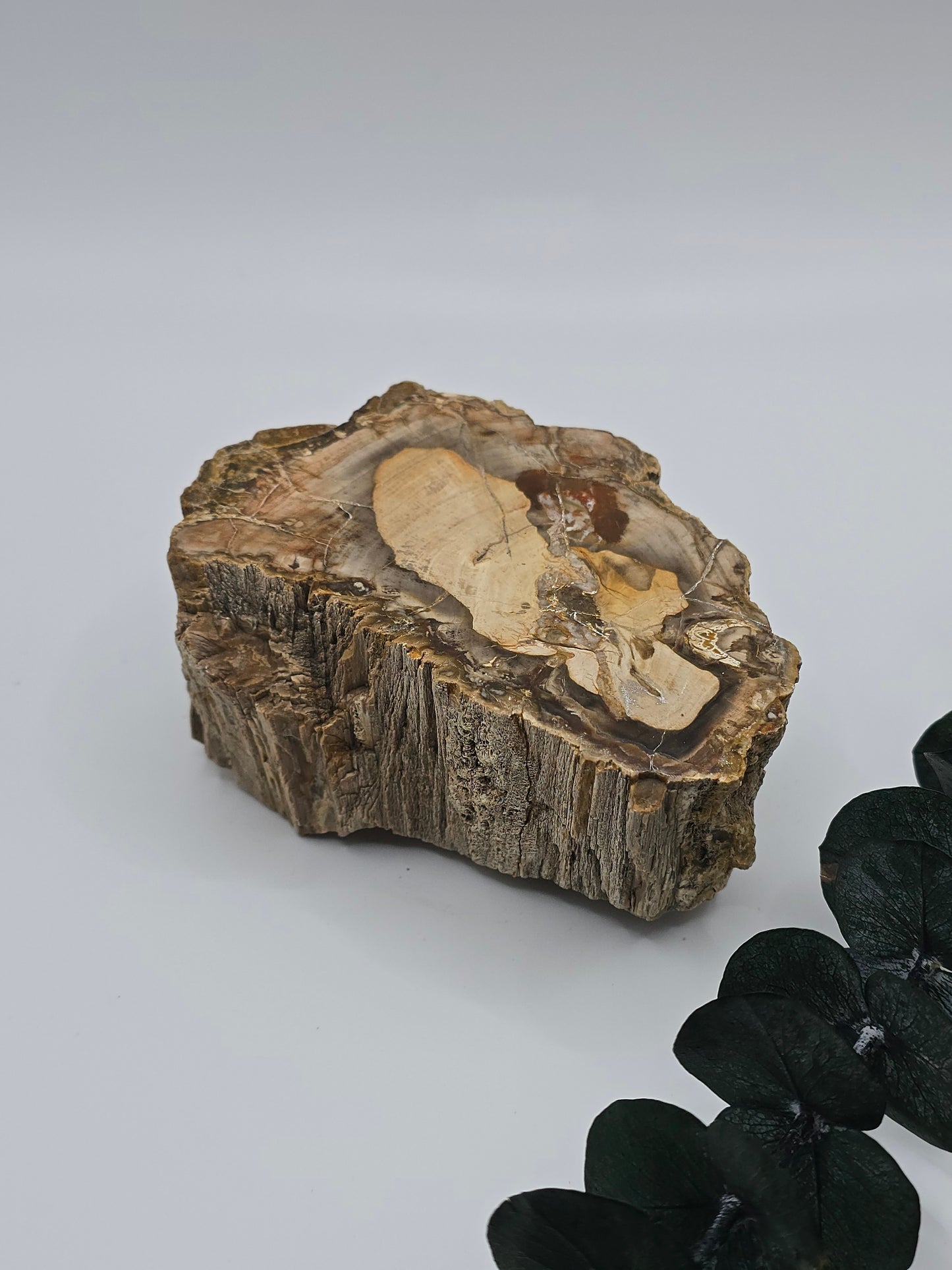 Versteinertes Holz 🌳 VV36