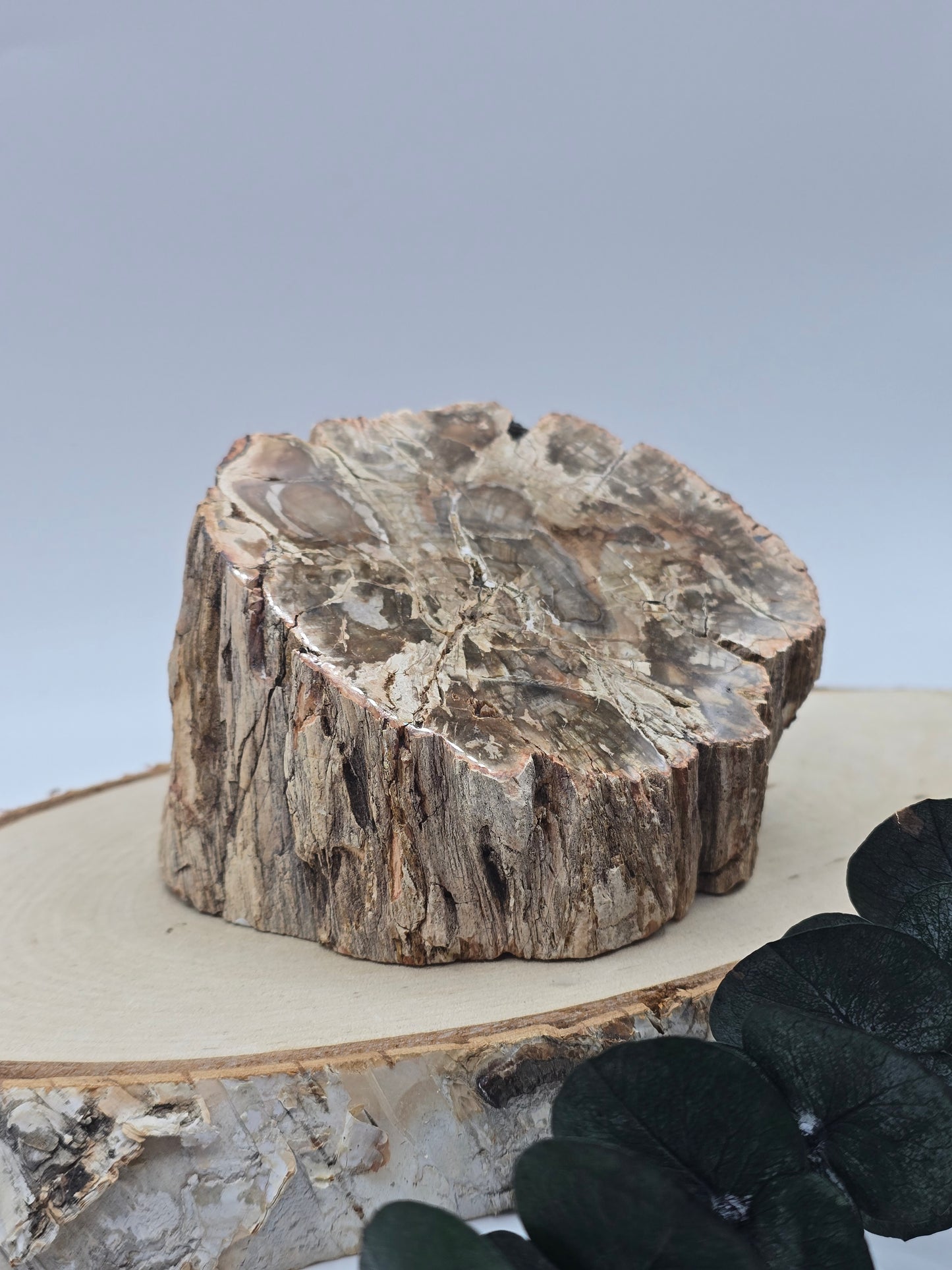 Versteinertes Holz 🌳 VG40