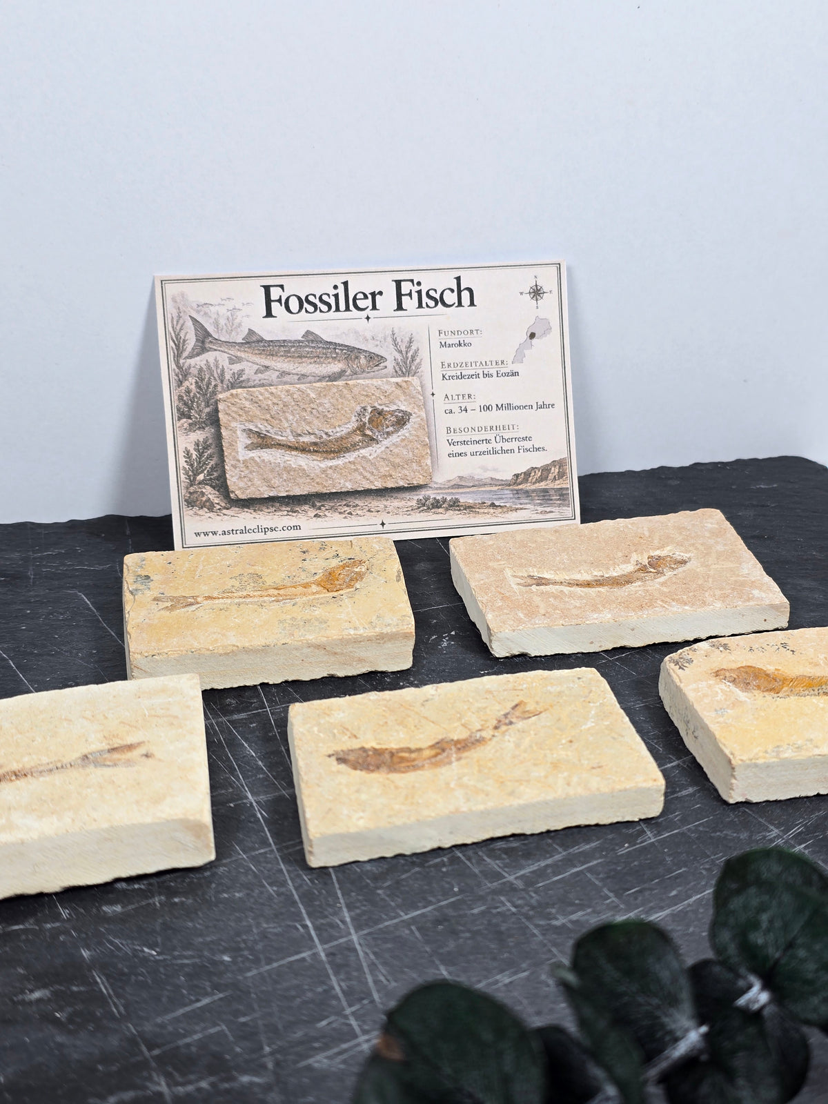 Fossiler Fisch 🐟