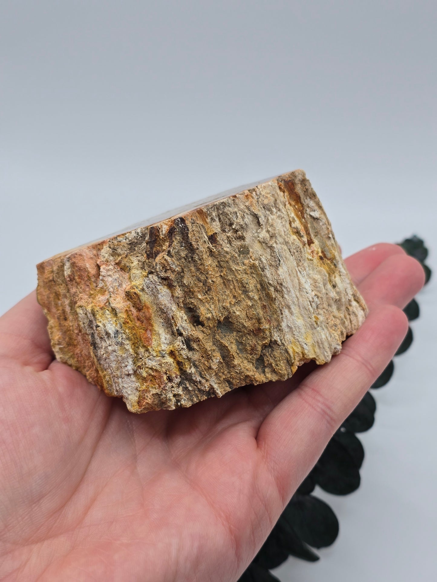 Versteinertes Holz 🌳 VH25