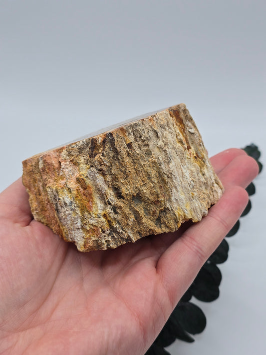 Versteinertes Holz 🌳 VH25