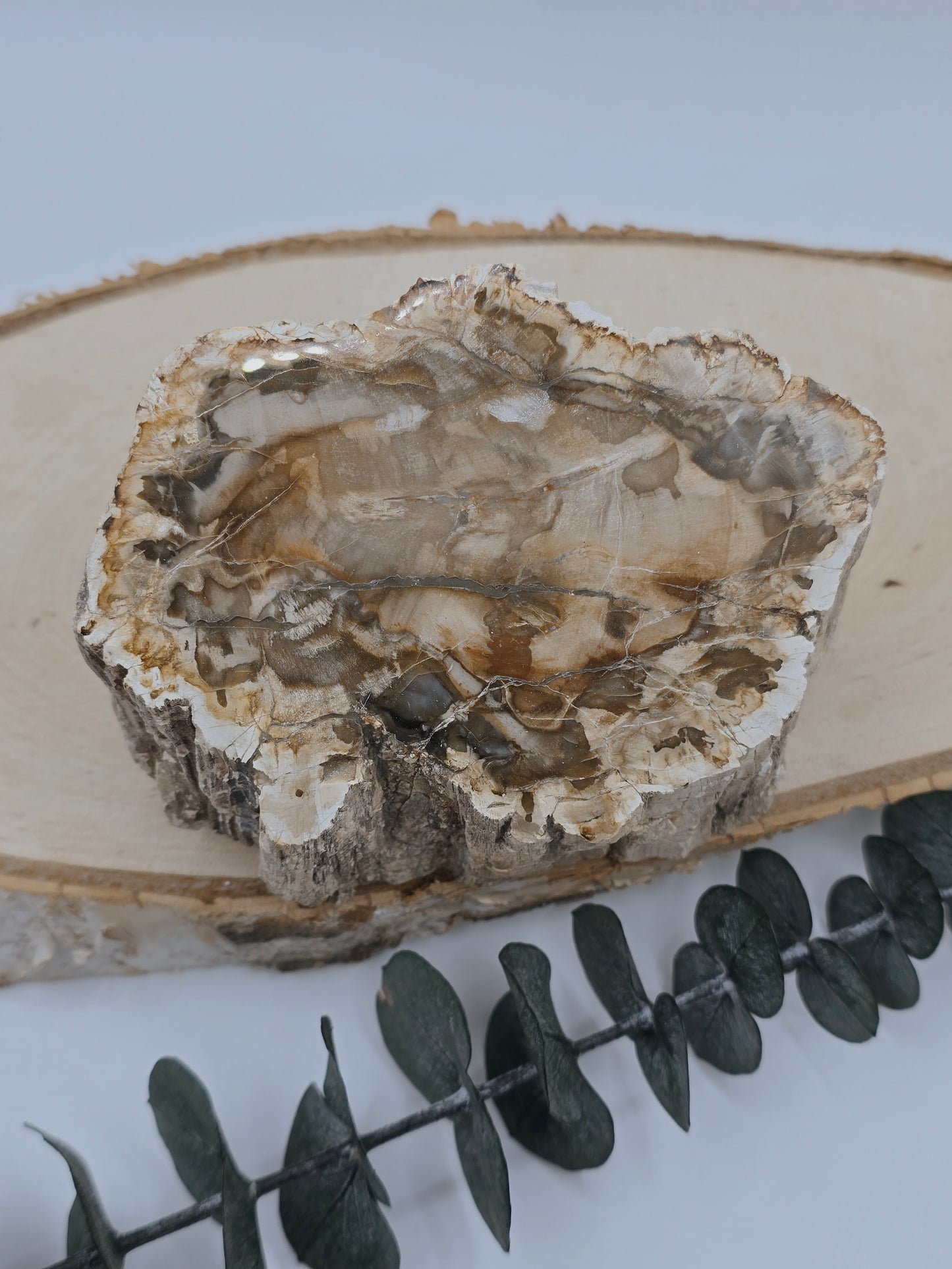 Versteinertes Holz 🌳 VD32