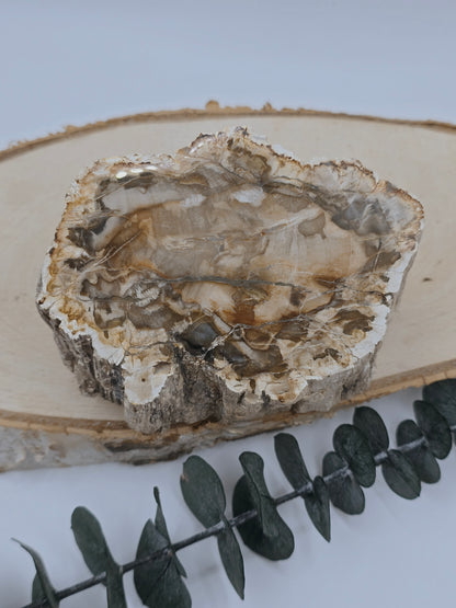 Versteinertes Holz 🌳 VD32