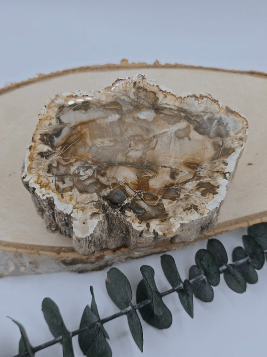 Versteinertes Holz 🌳 VD32