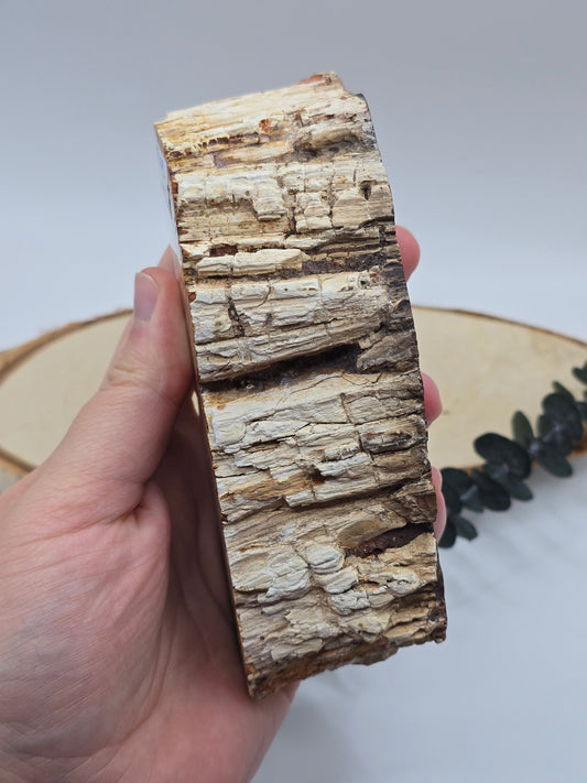 Versteinertes Holz 🌳 VO49