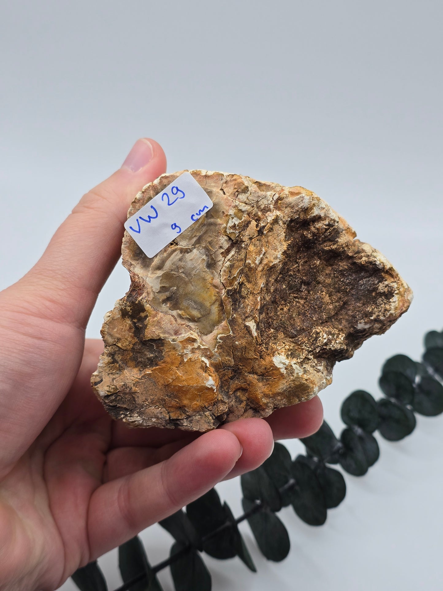 Versteinertes Holz 🌳 VW29