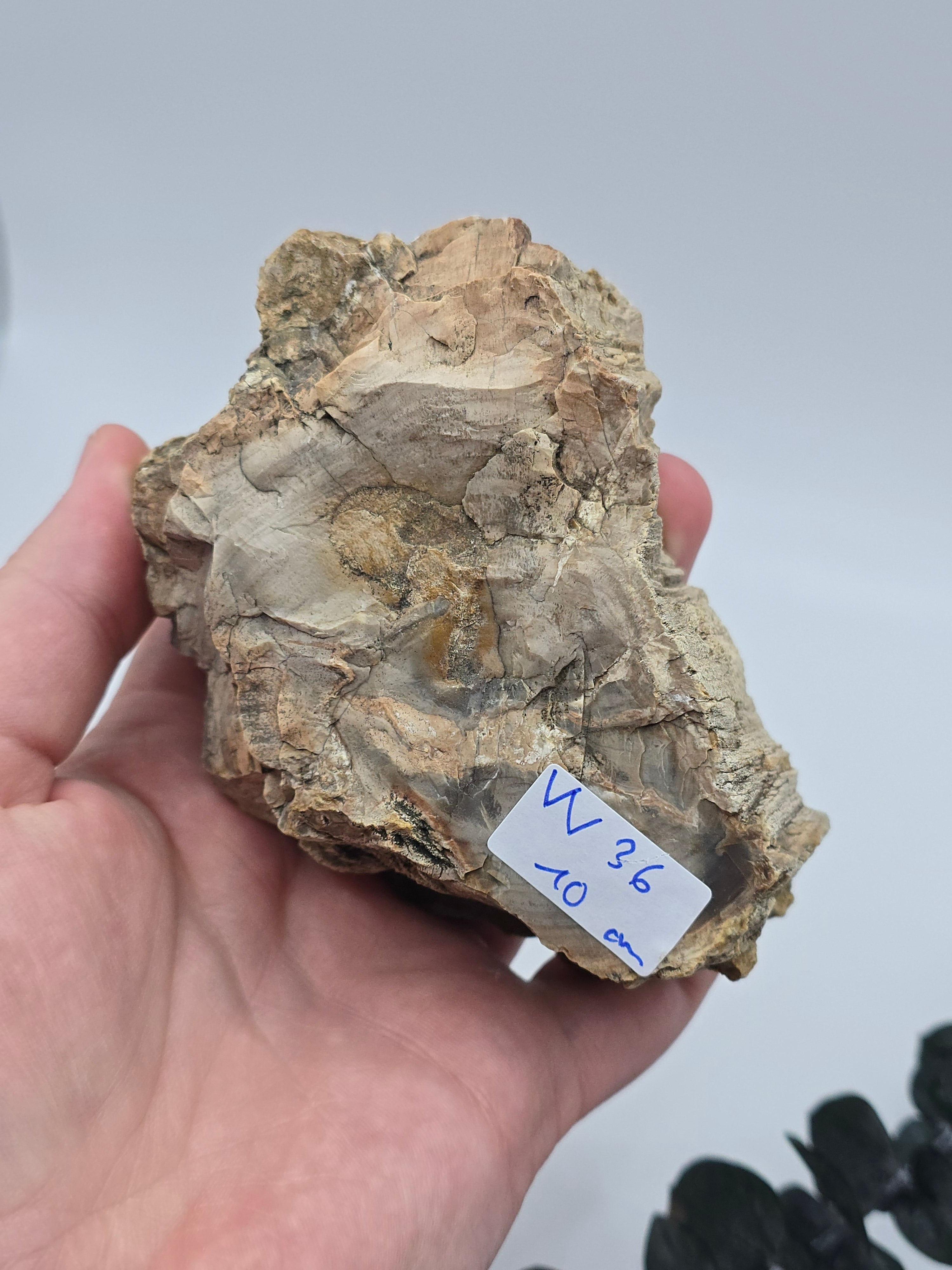 Versteinertes Holz 🌳 VV36