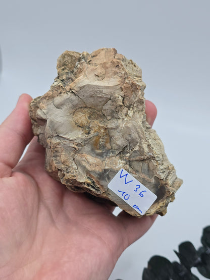 Versteinertes Holz 🌳 VV36