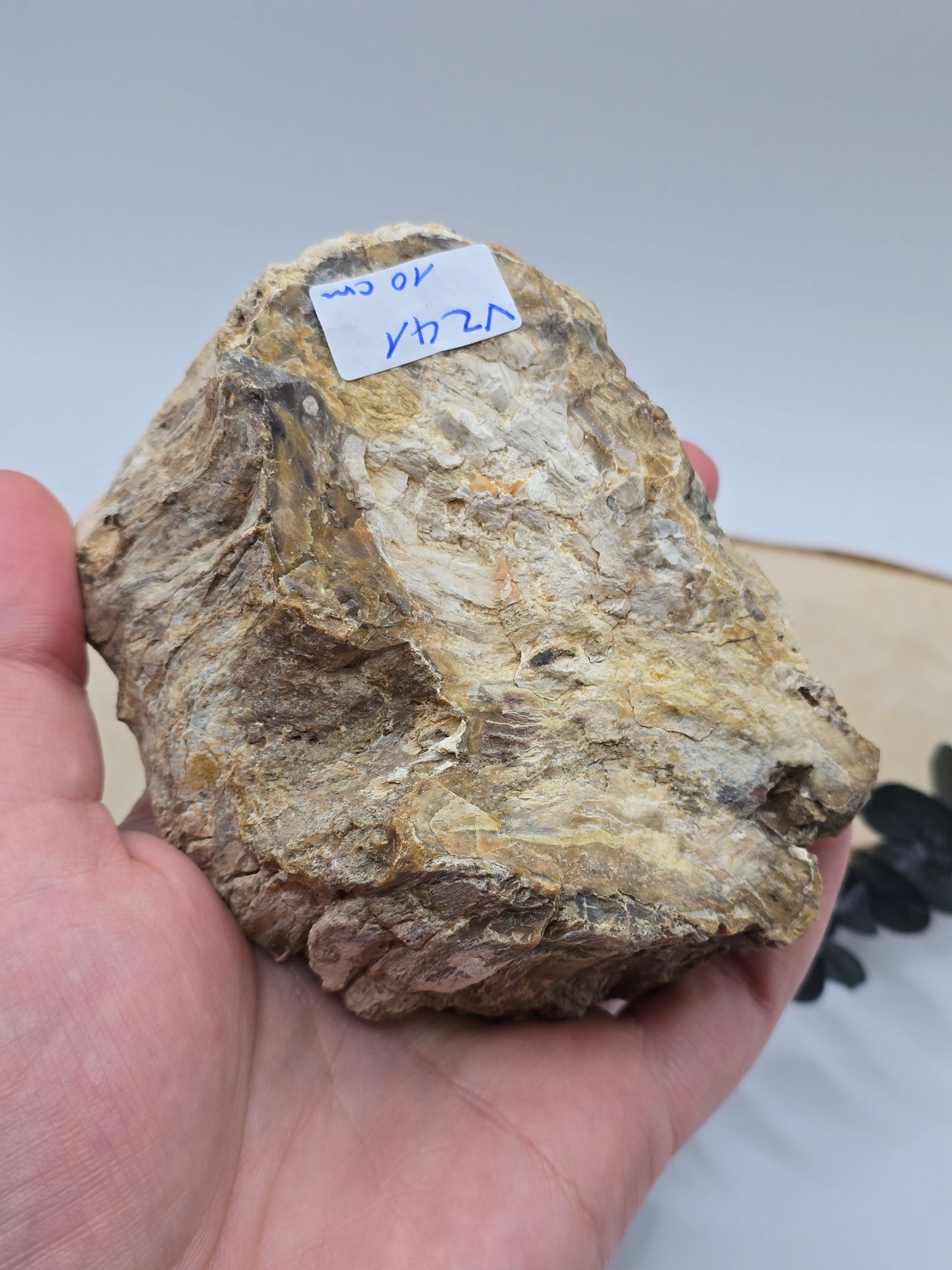 Versteinertes Holz 🌳 VZ41