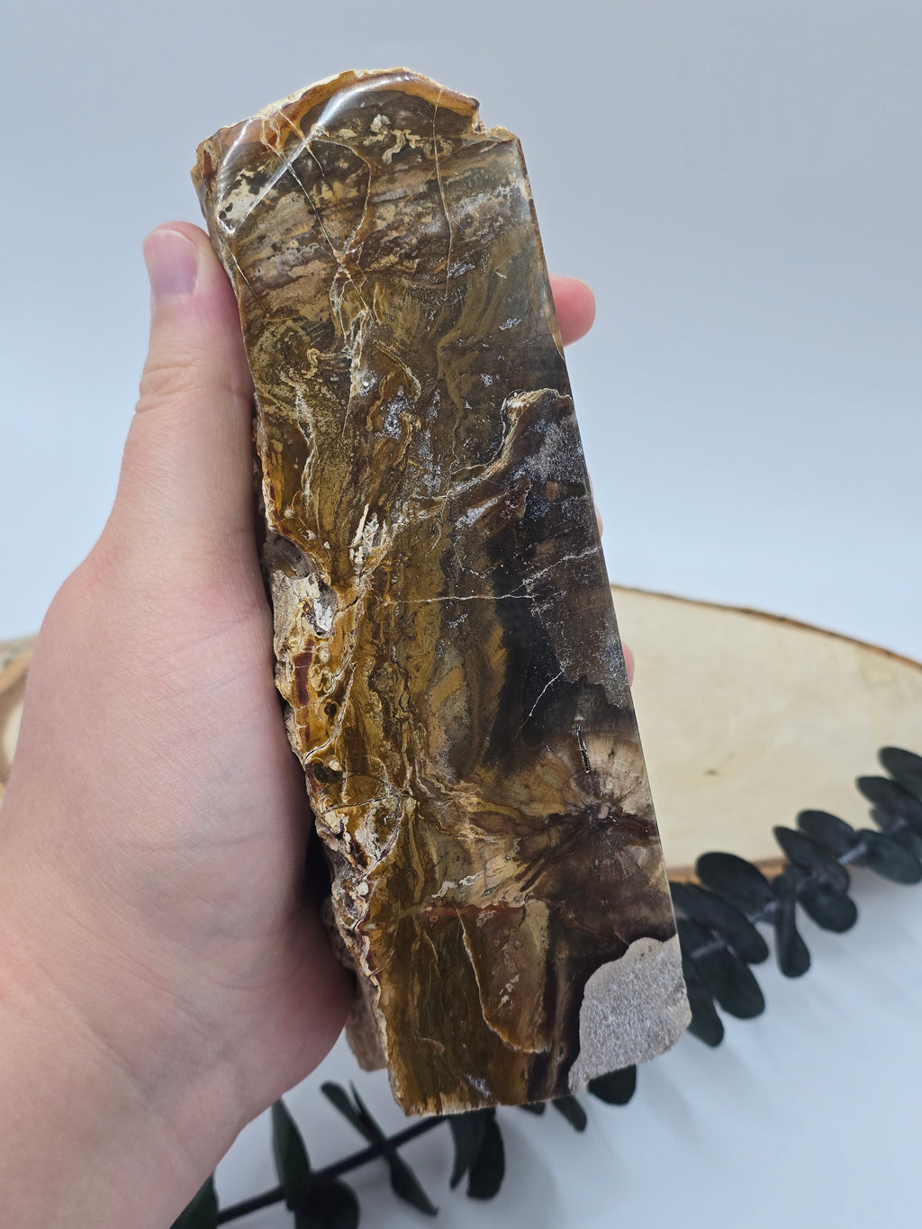 Versteinertes Holz 🌳 VL70