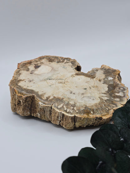 Versteinertes Holz 🌳 VJ66