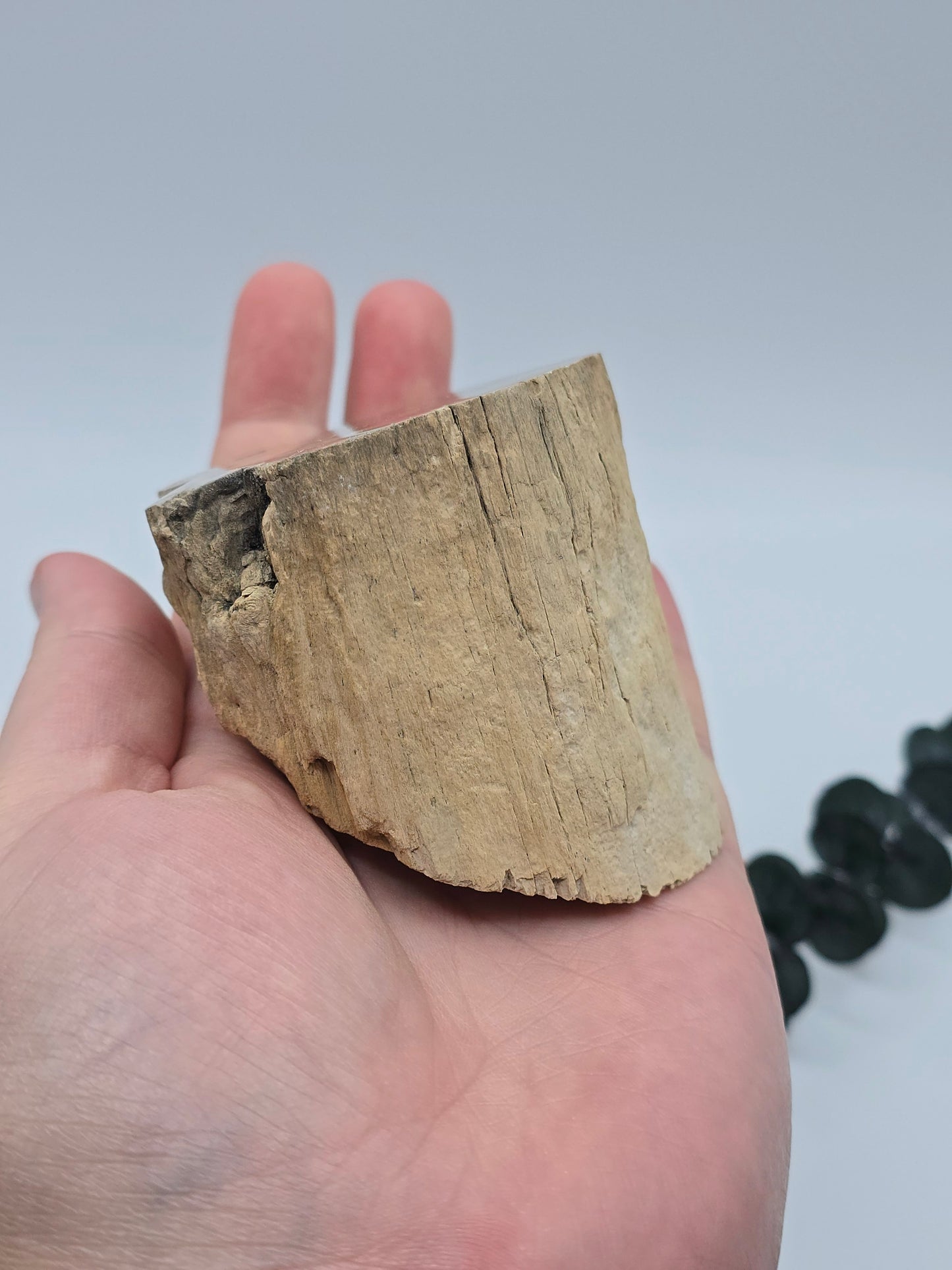 Versteinertes Holz 🌳 VA22