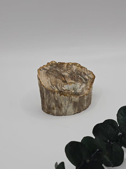 Versteinertes Holz 🌳 VF20