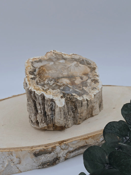 Versteinertes Holz 🌳 VD32