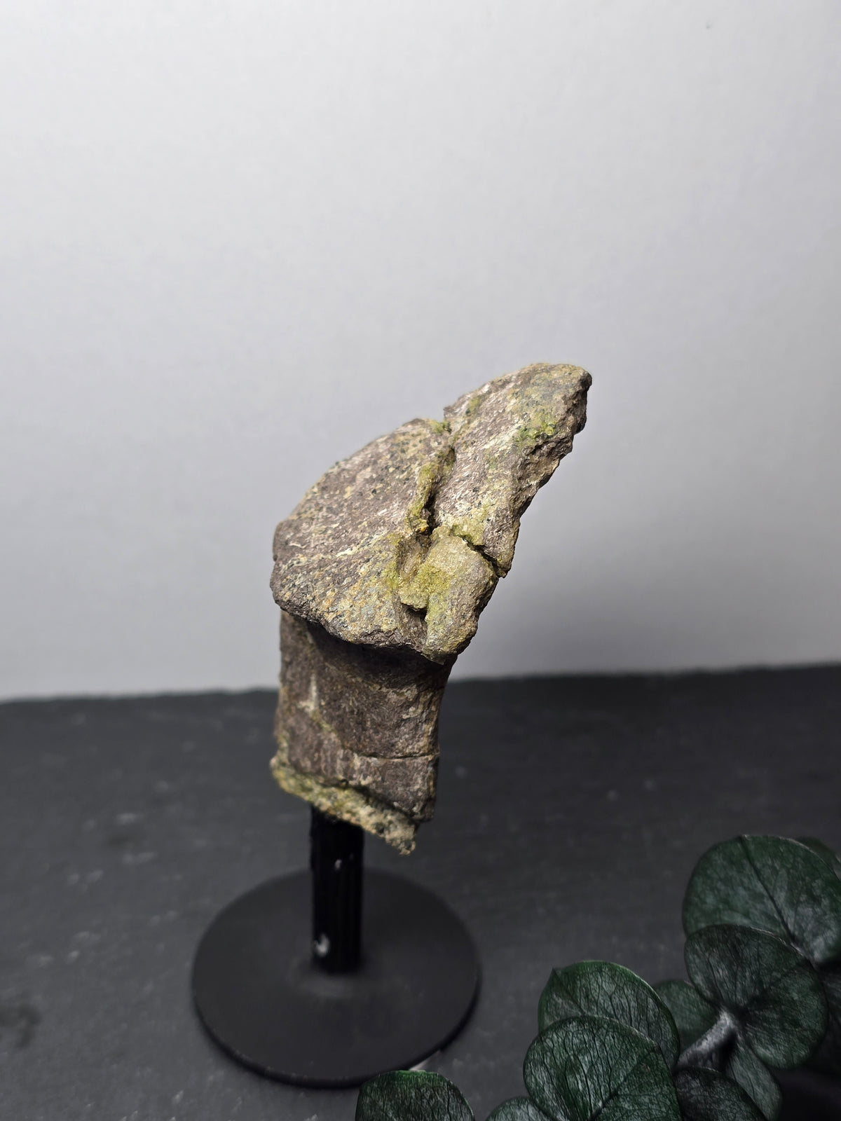 Wirbelknochen-Fragment eines Camarasaurus 🦕 EG89