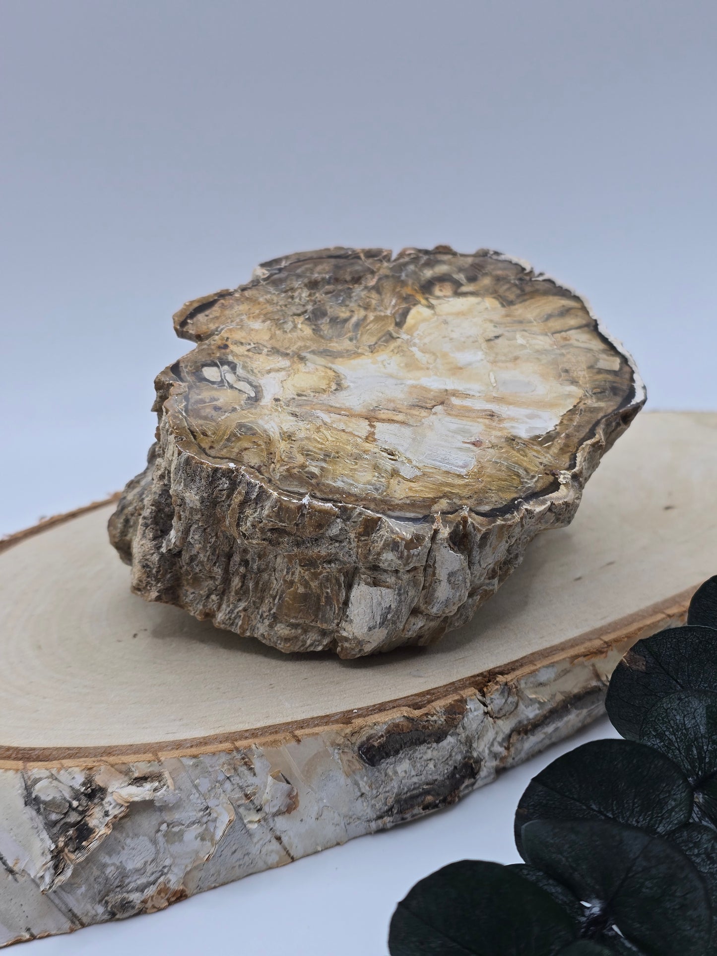 Versteinertes Holz 🌳 VZ41