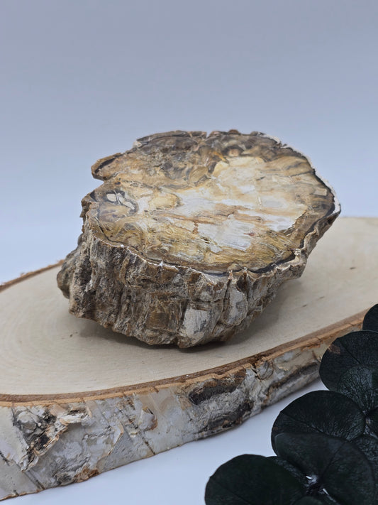 Versteinertes Holz 🌳 VZ41